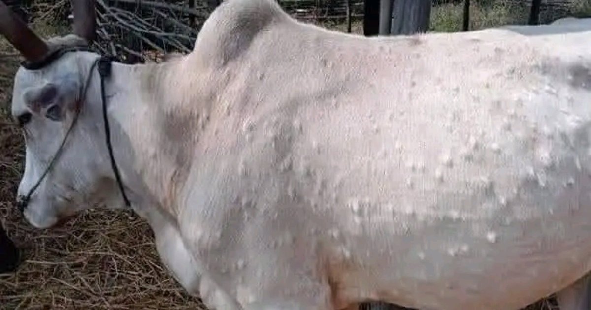 د پوستکي دانې ناروغي وپېژنئ!