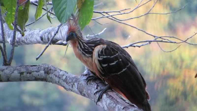 د "ماديدي" ملي پارک؛ چېرته چې ۱۲۵۴ ډوله الوتونکي مرغان ژوند کوي