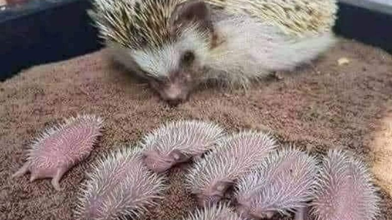 شکڼو ته هیڅ شی نه شي ورنیږدې کېدلی