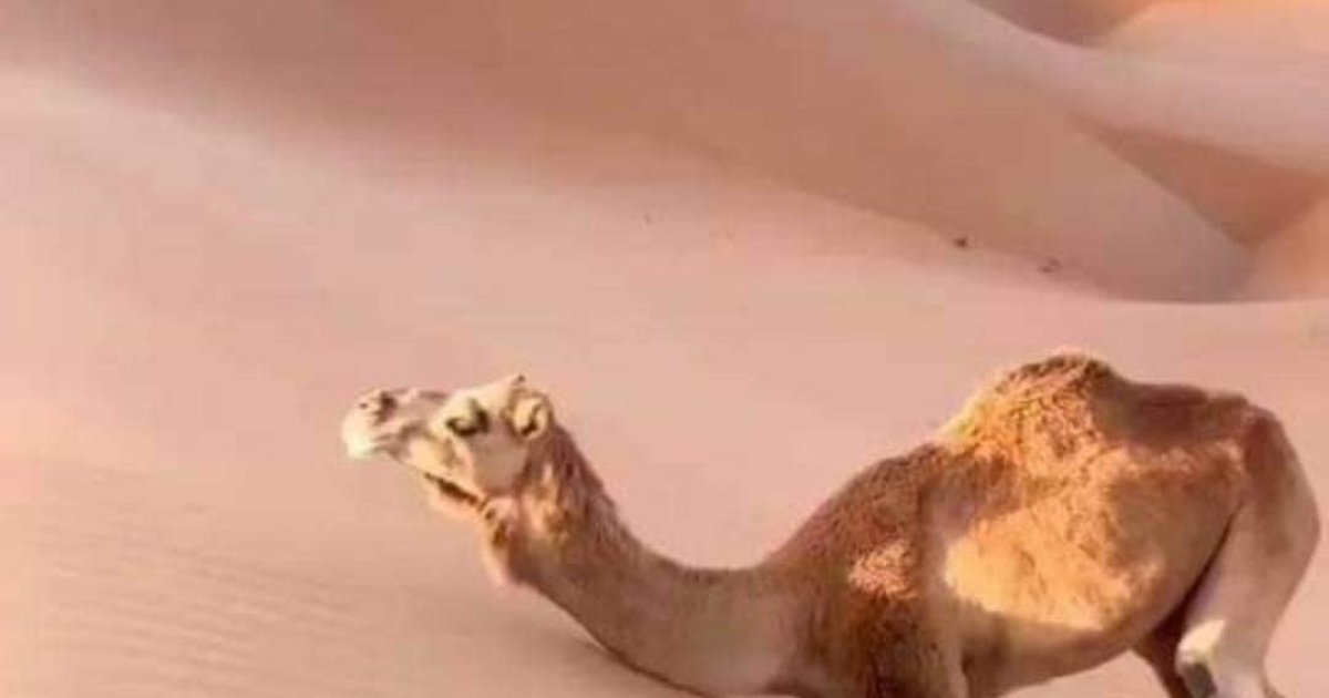 د حیواناتو غوصه