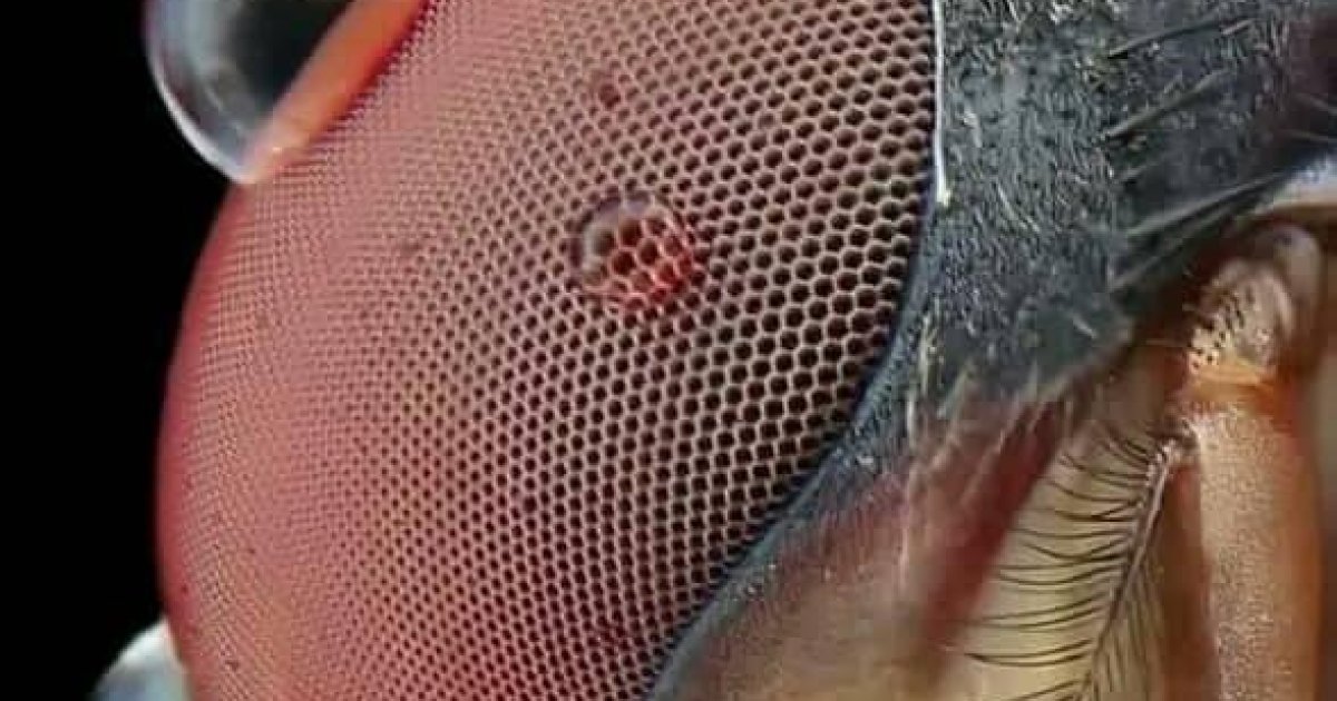 مچ په سترګه کې الهي انجنيري