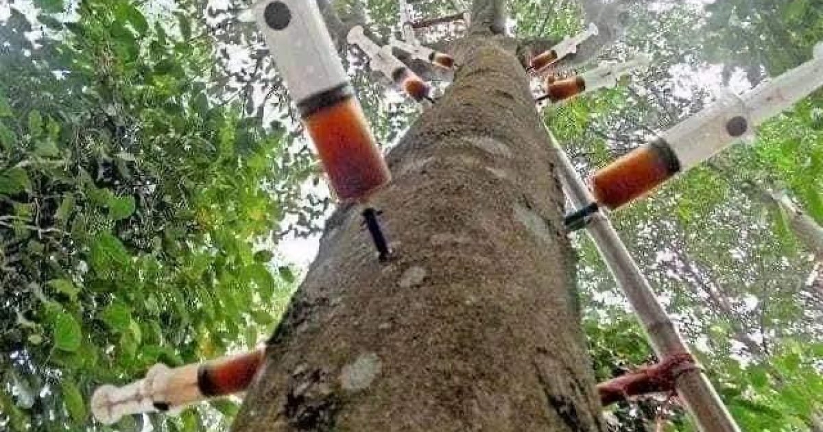 د عود عطرو ونه -جالب