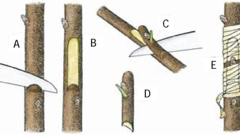 پیوند کردن نباتات چیست و چی وقت باید شود؟