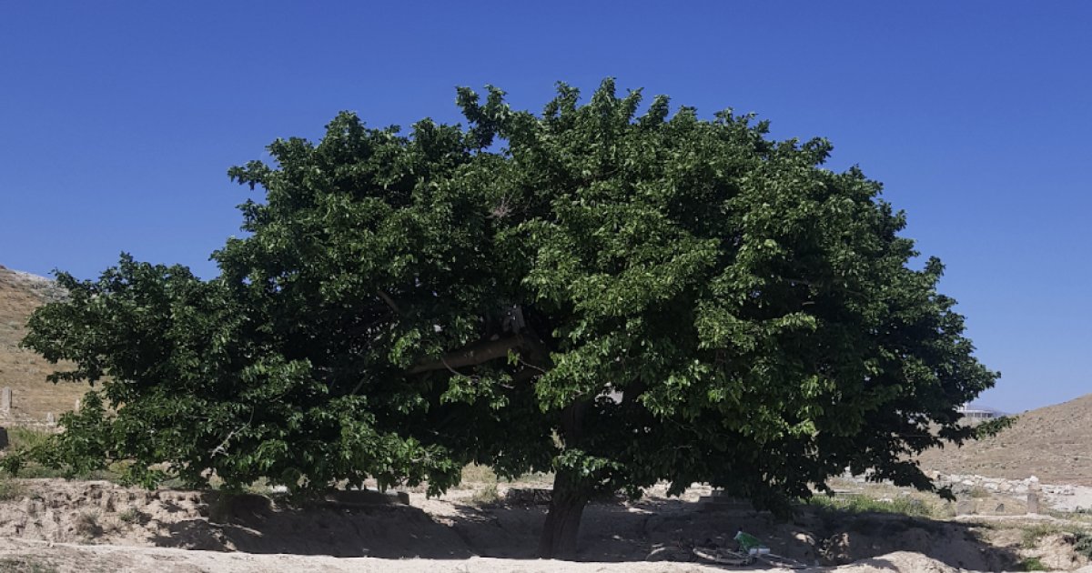 په هیواد کې د ډبرو سکرو  په مرسته د بريښنا  تولیدول – یوازینۍ لار ده  او که نور ګټور بدیلونه هم شنه؟