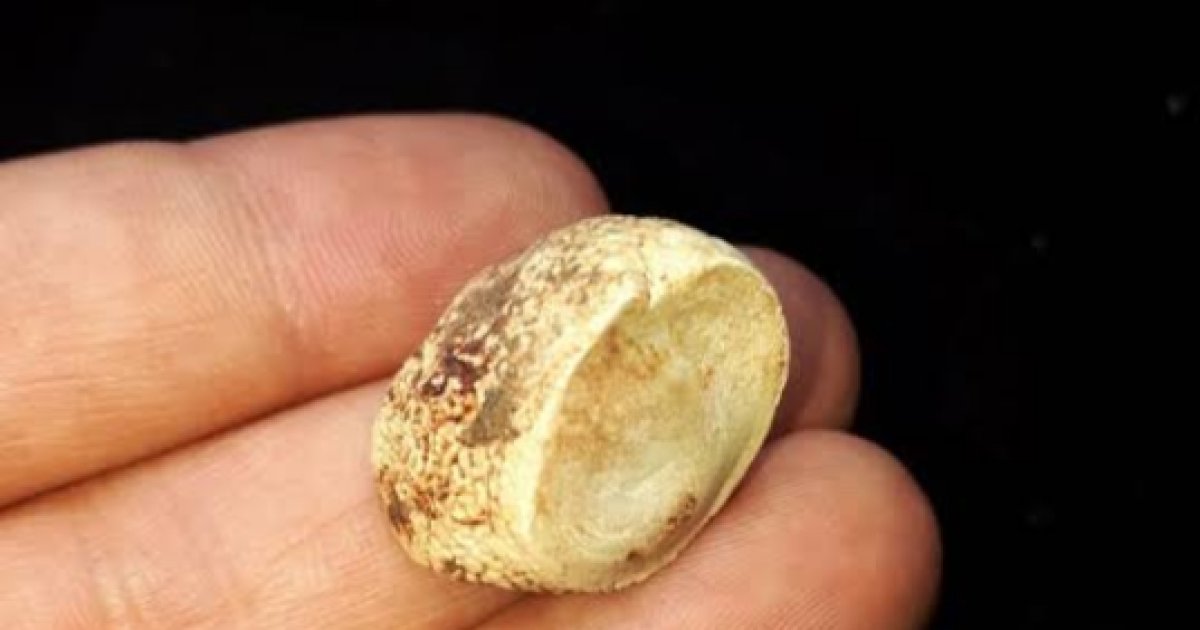 خرمهره؛ تاسو یې په اړه څومره پوهېږئ!؟