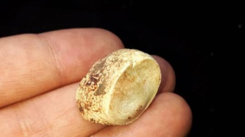 خرمهره؛ تاسو یې په اړه څومره پوهېږئ!؟