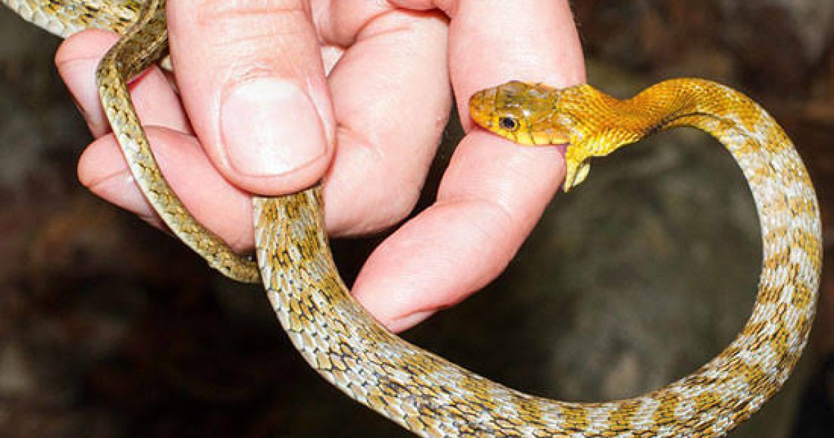 د مار چیچلو پر وخت سمدلاسه څه باید وکړئ؟