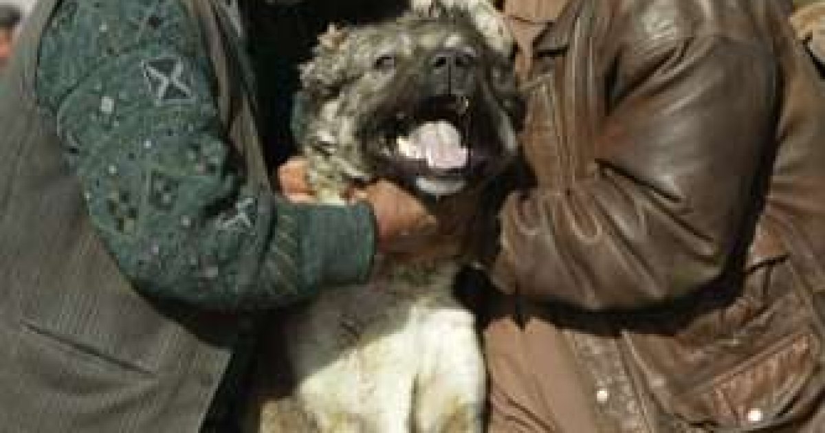 جامعه ی منحط