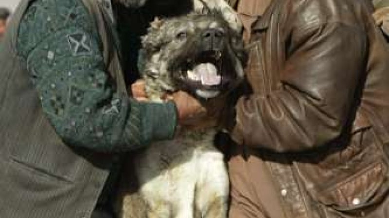 جامعه ی منحط