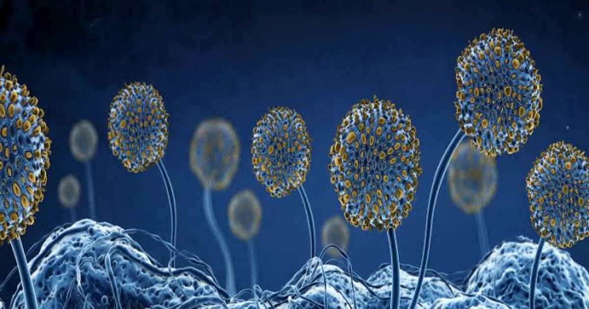 تور قارچ (قارچ سیاه) څه ډول ناروغي ده؟