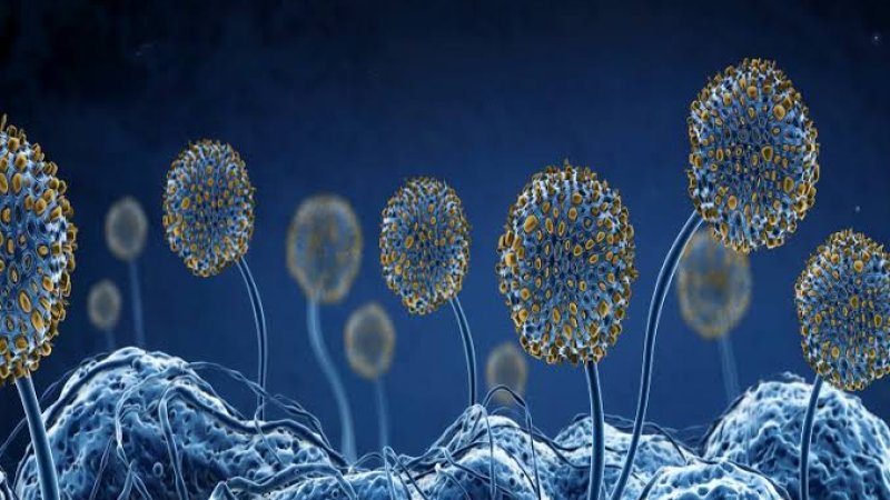 تور قارچ (قارچ سیاه) څه ډول ناروغي ده؟