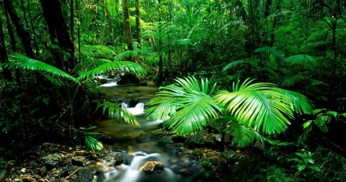 کوسټا ریکا څنګه په یوه پېړۍ کې باراني ځنګلونه دوه ګونه کړل؟