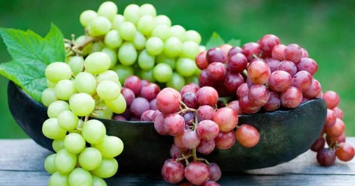 انګور مو له زړښت څخه ژغوري