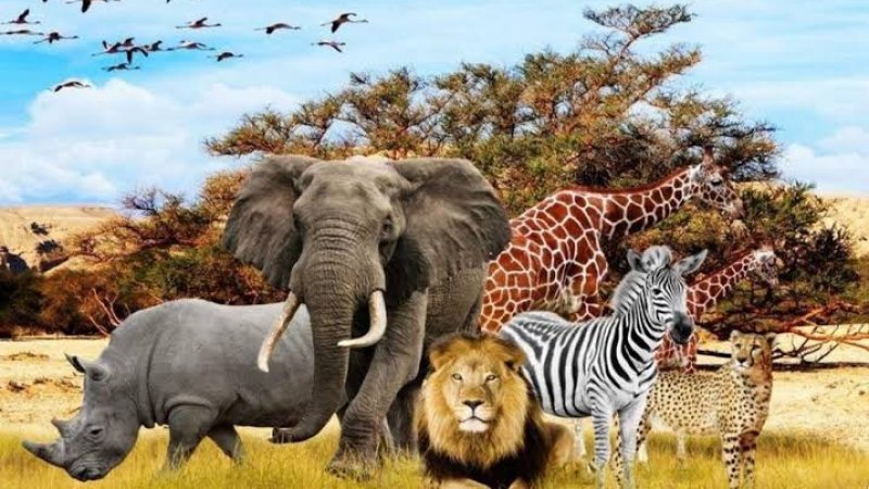 ایا پوهېږﺉ چې کوم څاروی د تندې پر وړاندې ډېر تاب لري؟