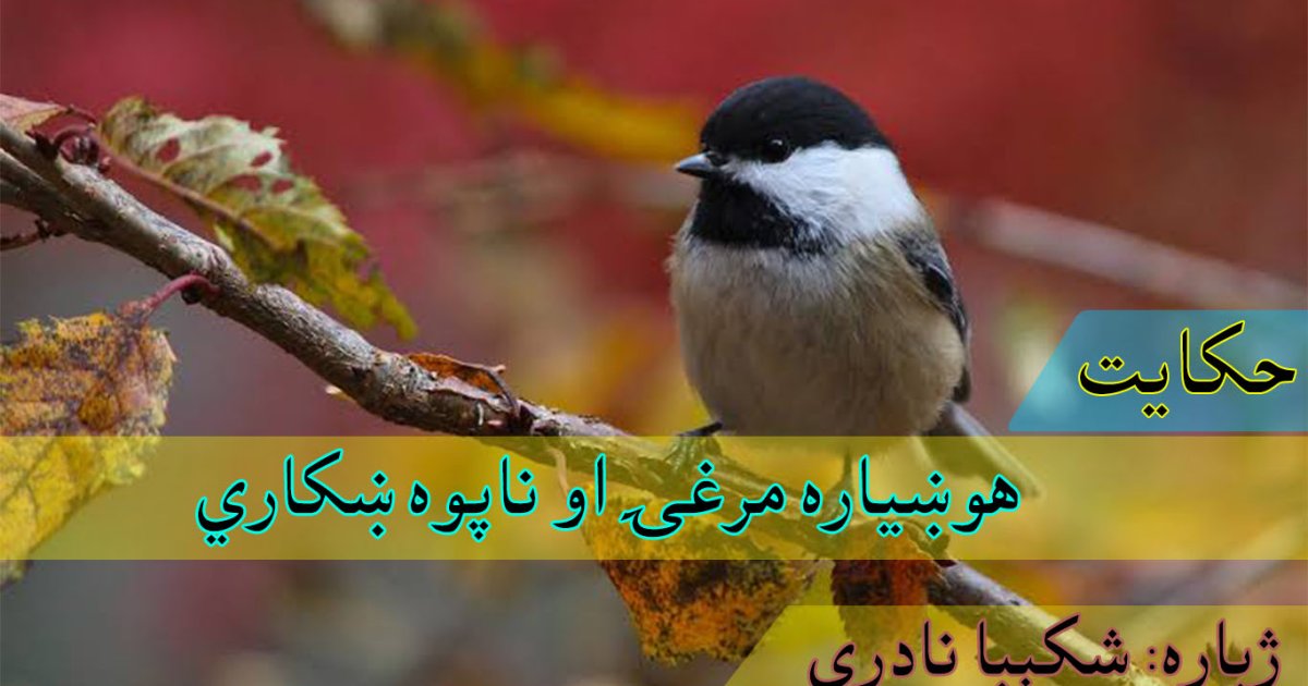 حکایت:هوښیاره مرغۍ او ناپوه ښکاري