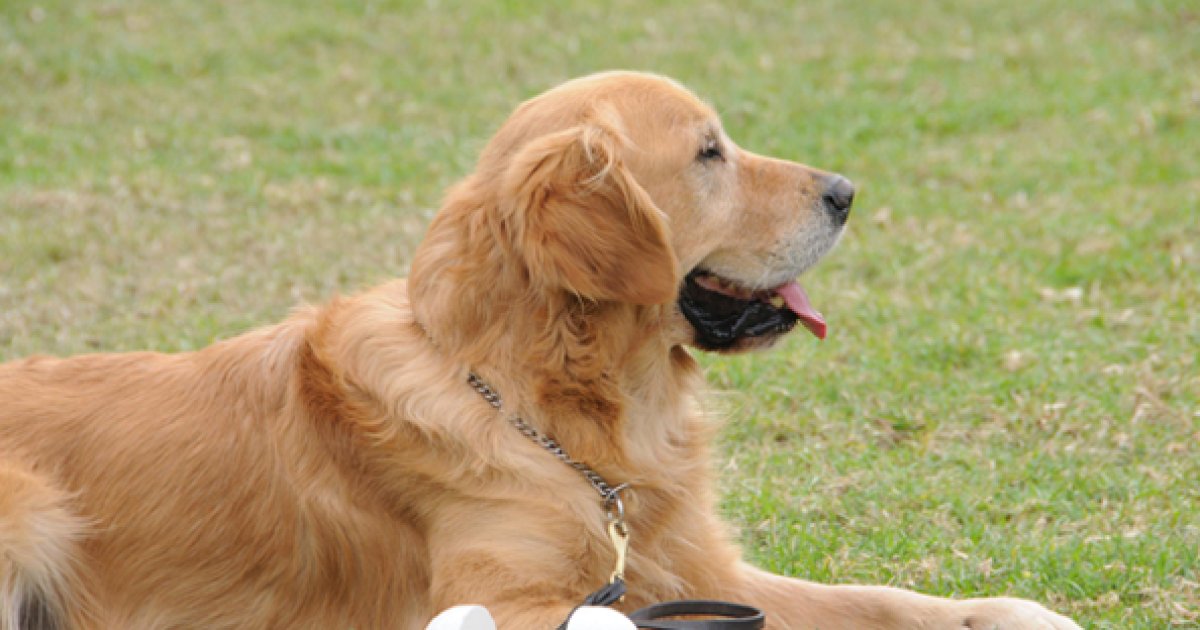 د سپیانو په اړه پوه شئ