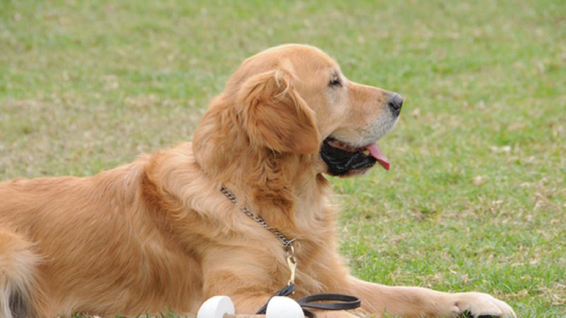 د سپیانو په اړه پوه شئ