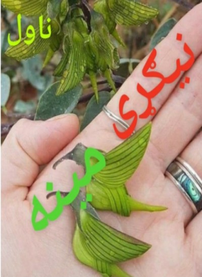 نيمګړی مينه